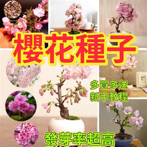 櫻花種植盆栽|36種台灣常見的櫻花品種及栽培管理要訣 (日本樹木醫。